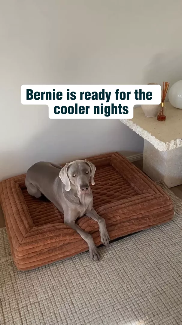 Cover - Puffer Truffle – Dazy Dog